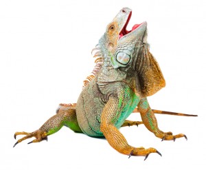 Iguana On Isolated White